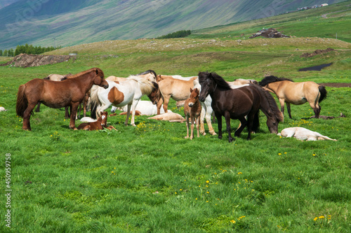 Islandpferde auf einer Weide im Norden von Island. Das Islandpony ist vielseitige und robuste Pferderasse