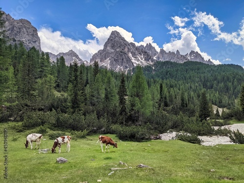 beautiful view of cow pasture in the italian dolomites near the tre cime di lavaredo, wanderlust, holiday