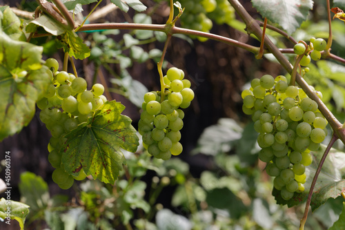 Wallpaper Mural Ripe white wine grapes. Ripe grapes on vine growing at sunset time Torontodigital.ca