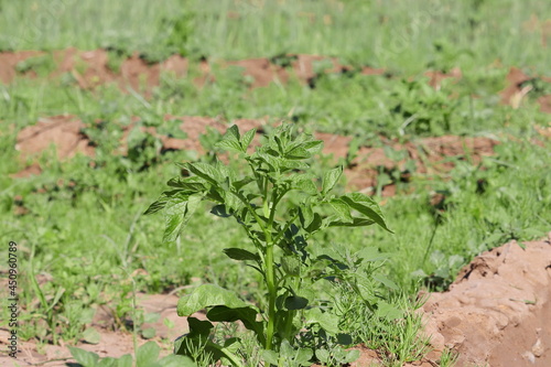 small organic potato plant growing in the agriculture field