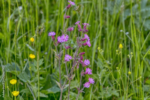 purple flowers in the grass