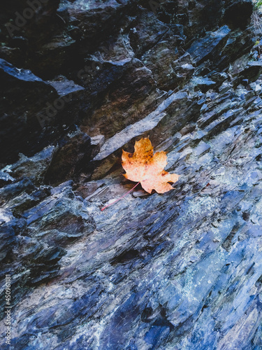 Alone yellow leaf on the mountain