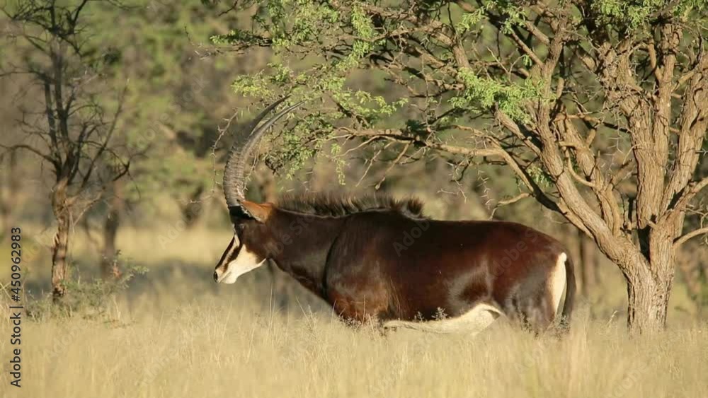 Male sable antelope (Hippotragus niger) walking in natural habitat, South Africa