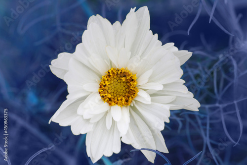 Cosmos flower. White flower in flower garden at sunny summer
