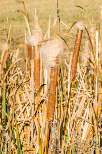 Wild grass cane on lake