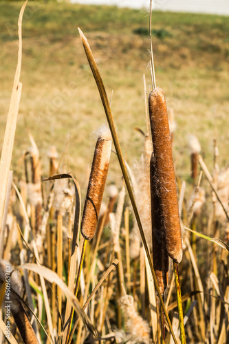 Wild grass cane on lake