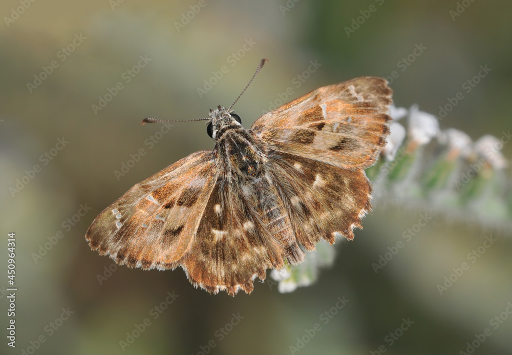 Obraz premium Mallow Skipper