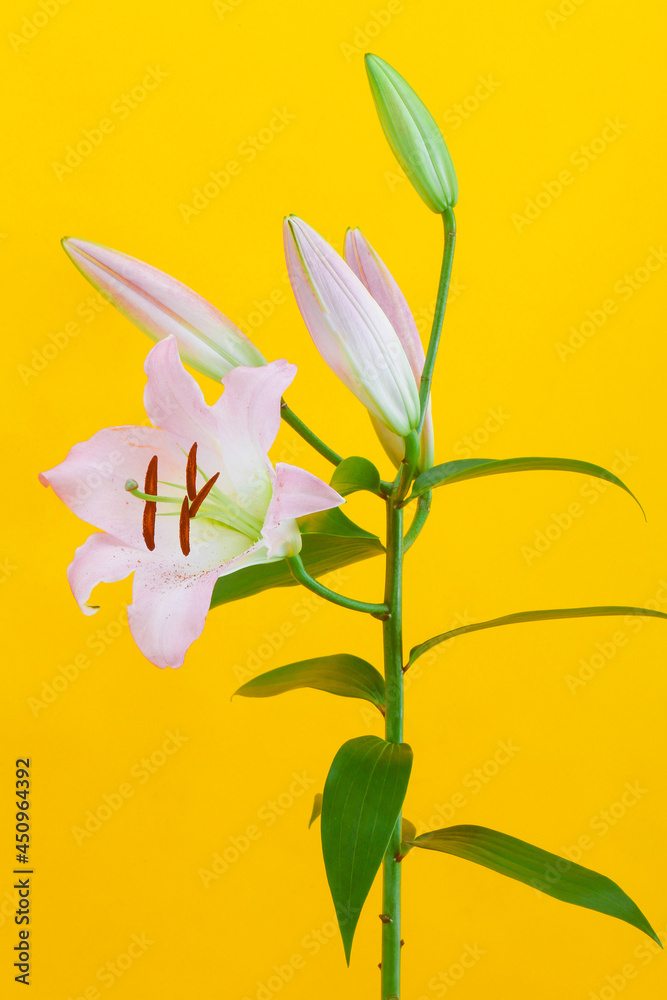 Obraz premium 純粋無垢な百合