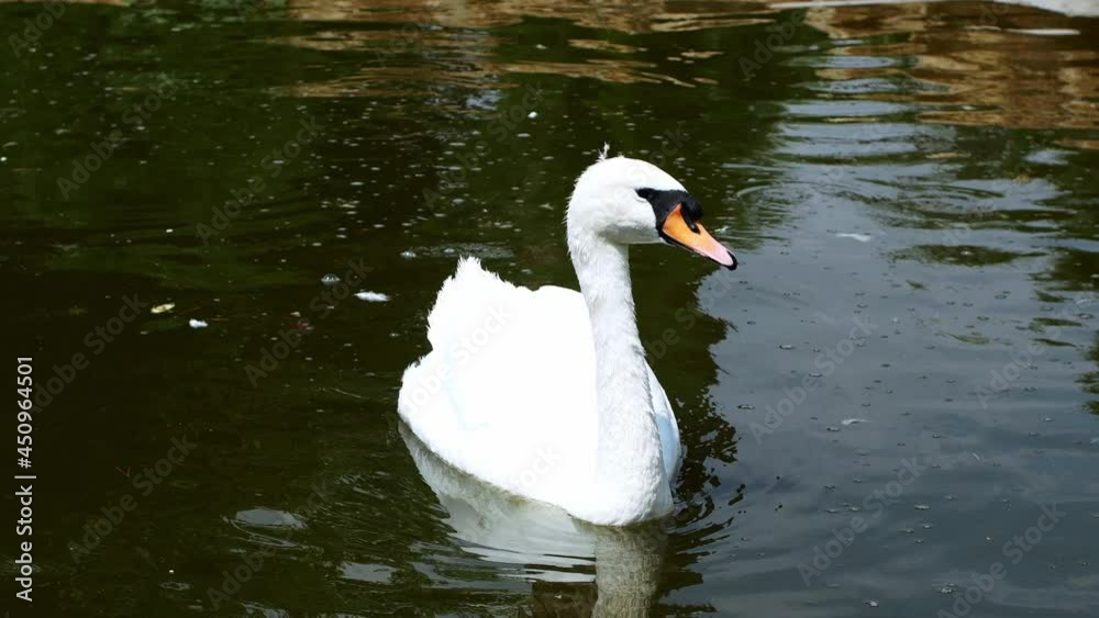 The beautiful White Swan is swimming in the pond. The beautiful White Swan is swimming in the pond.