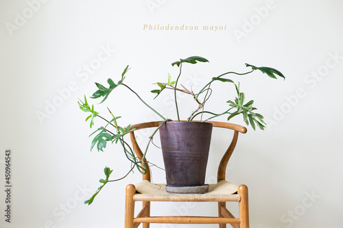 Philodendron mayor in pot decoration on whiteroom.