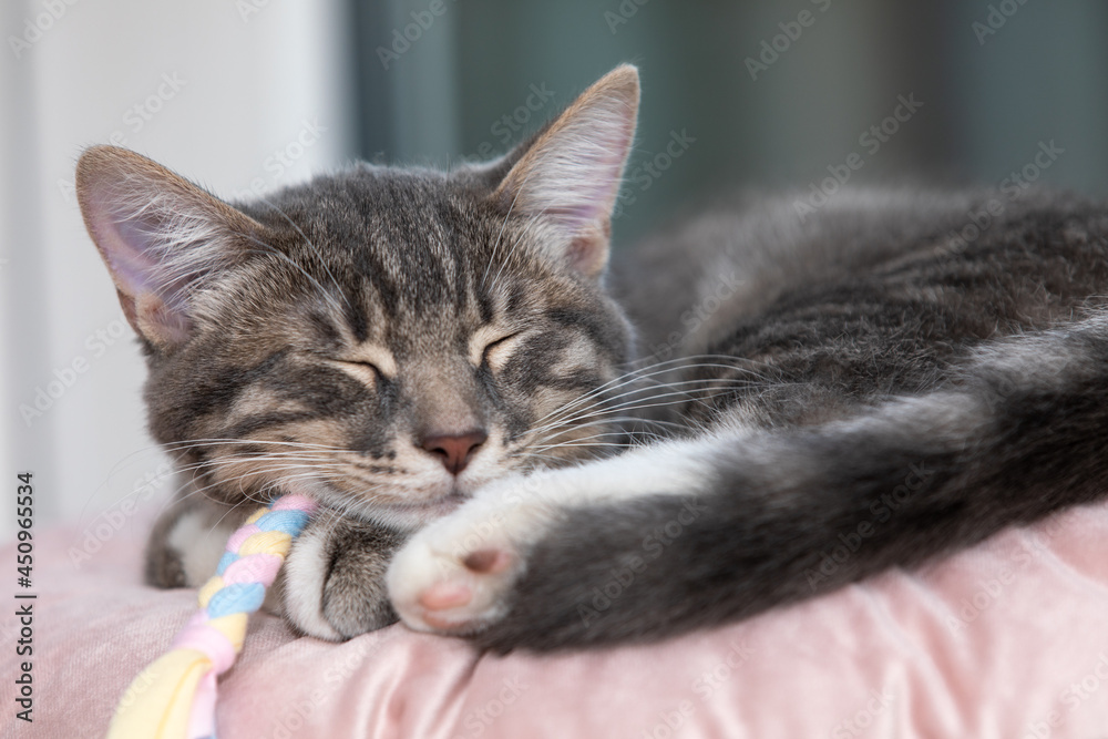 Fototapeta premium Tabby kitten sleeping on a pillow 3