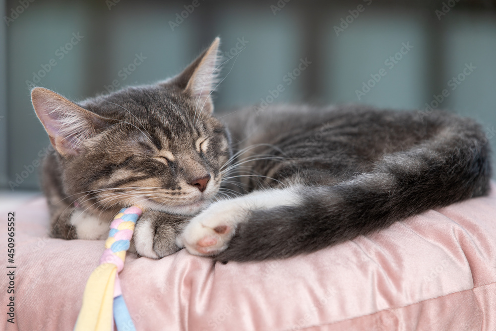 Tabby kitten sleeping on a pillow 2