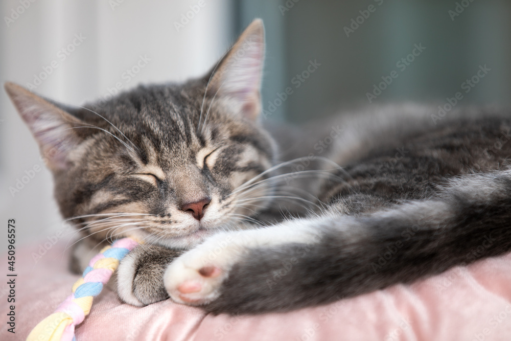 Fototapeta premium Tabby kitten sleeping on a pillow 1