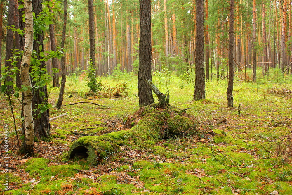 dense forest with a fallen tree overgrown with moss dense forest with a fallen tree overgrown with moss