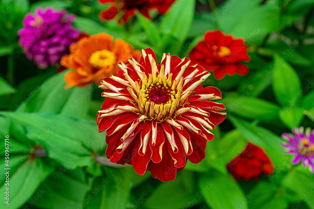 Obraz premium Red Zinnia flower in garden