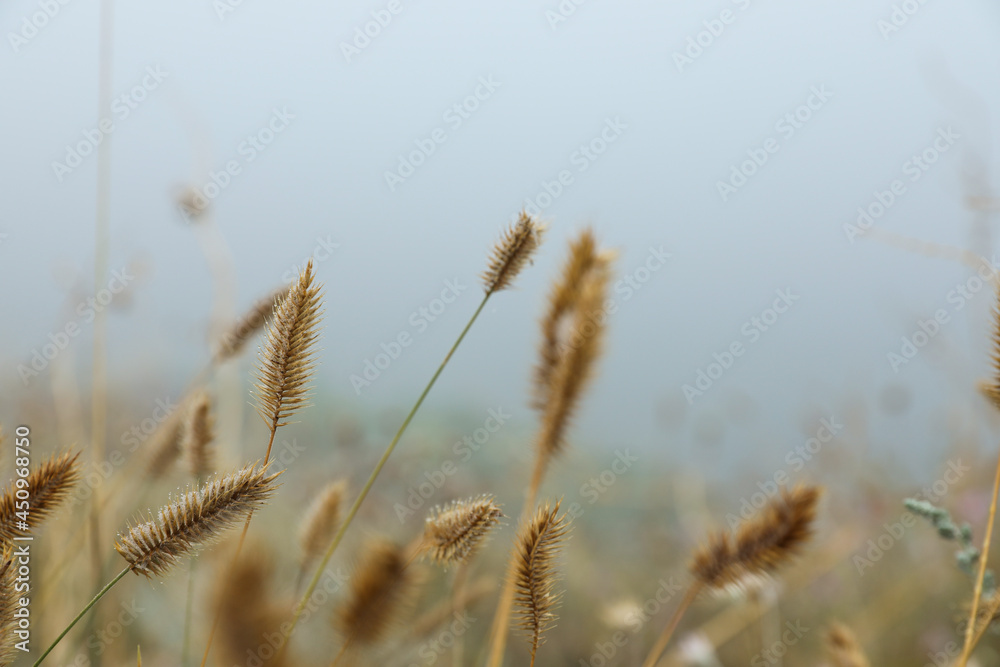 Closeup view of beautiful plants outdoors in foggy morning Closeup view of beautiful plants outdoors in foggy morning