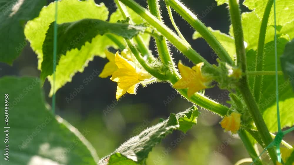 Yellow cucumber flower grows and blooms on a cucumber farm close up view