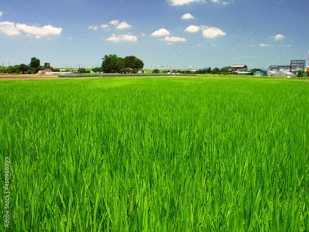 Fototapeta premium 7月の郊外の青田風景