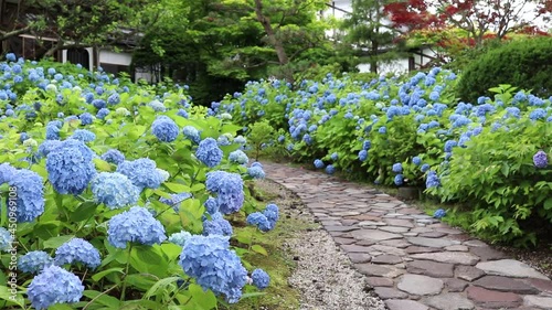 秋田県男鹿市　雲昌寺　紫陽花　あじさい　アジサイ