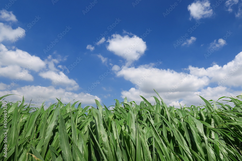 Obraz premium 葦と夏の空