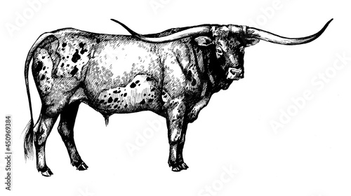 longhorn bull, graphic illustration photo