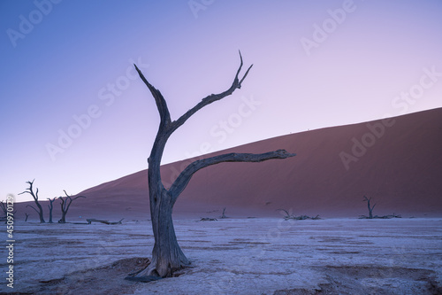Dead plants  dry trees. The driest area in the world. Popular tourist destination in Africa  Sossusvlei desert landscape in Namibia.