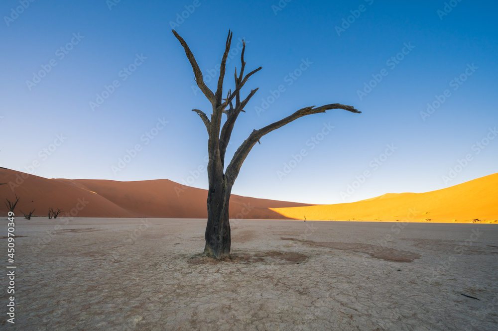 The natural scenery and arid environment of Namibia, Africa. Yellow background image.