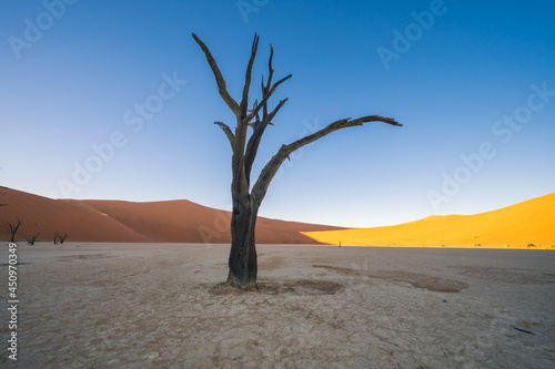 The natural scenery and arid environment of Namibia, Africa. Yellow background image. © zhuxiaophotography