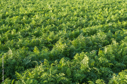 plantation of young carrots in greenhouse with a lot of plants