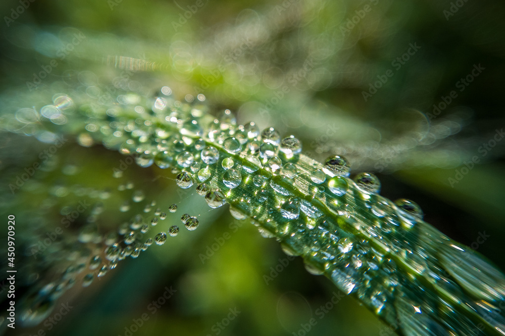 water drops on a blade water drops on a blade