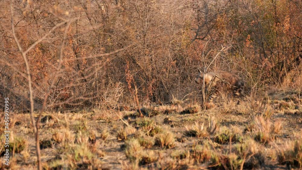 Slow motion: Brown Hyena walks next to scraggy, dead bushes then stops to look at camera Slow motion: Brown Hyena walks next to scraggy, dead bushes then stops to look at camera