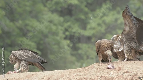 Himalayan griffon vulture in evacuation season photo