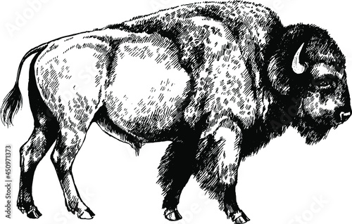 bison bull graphic vector illustration forest protected animals