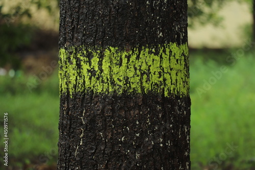 BARK OF THE TREE