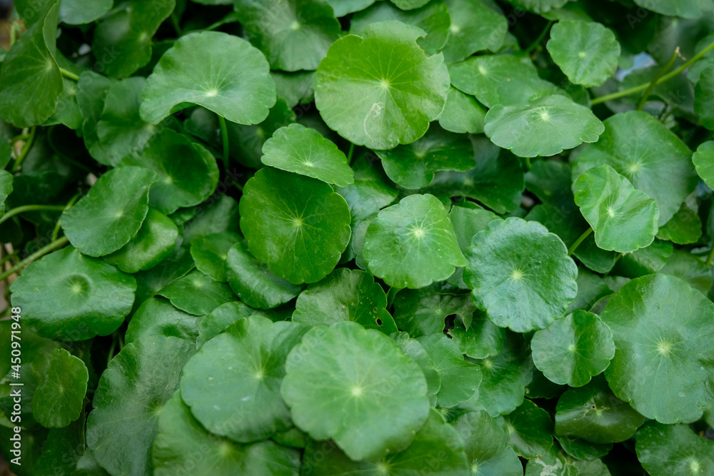 Natural green leaf can be use background Natural green leaf can be use background