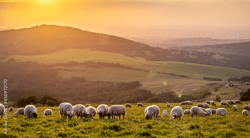 Obraz premium flock of sheep on a sunset meadow