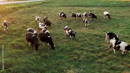 Aerial view of the сows pasturing on a bright green grass. Milk and beef production. Cattle breeding. Dairy industry.