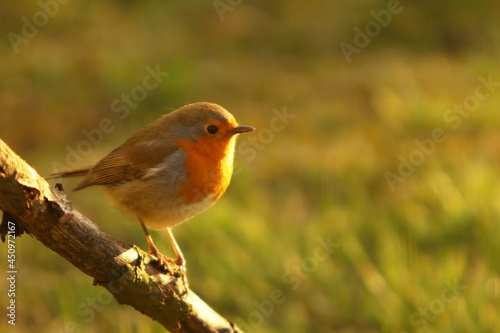 The European Robin (Erithacus rubecula) sitting on the old brown branche.