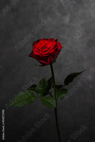 single red rose
