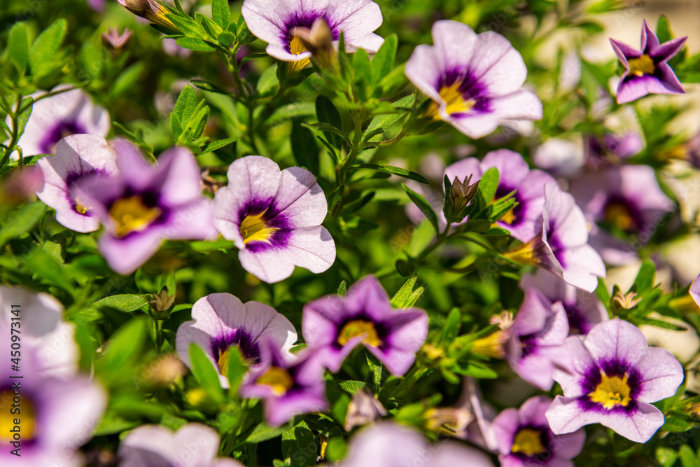 Close up of purple Calibrachoa flowers in a hanging basket, also known as Million Bells or trailing mini petunia. Close up of purple Calibrachoa flowers in a hanging basket, also known as Million Bells or trailing mini petunia.