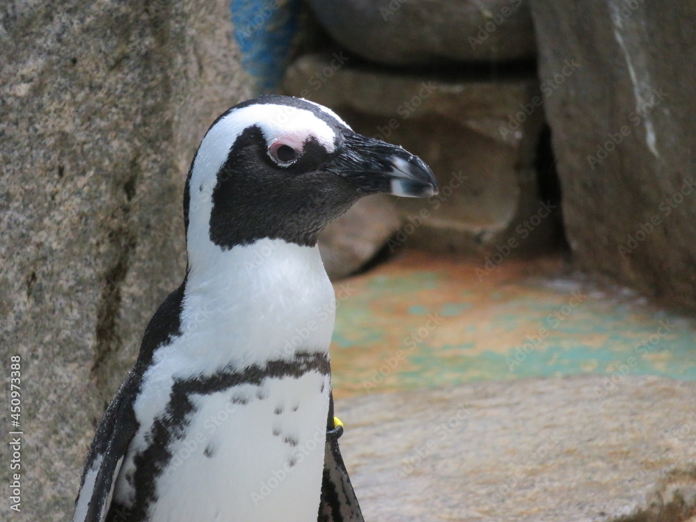 Naklejka premium ケープペンギン