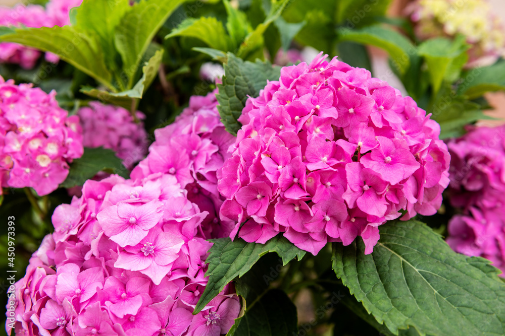Vibrant pink Hydrangea blossoms close up. Hydrangea macrophylla shrub. Hortensia floral background. Vibrant pink Hydrangea blossoms close up. Hydrangea macrophylla shrub. Hortensia floral background.