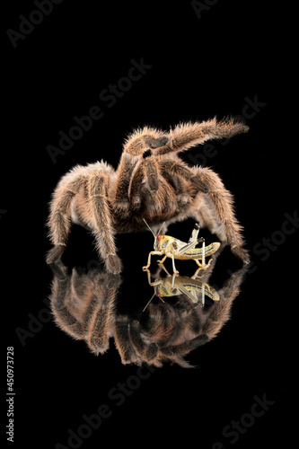 spider on black background