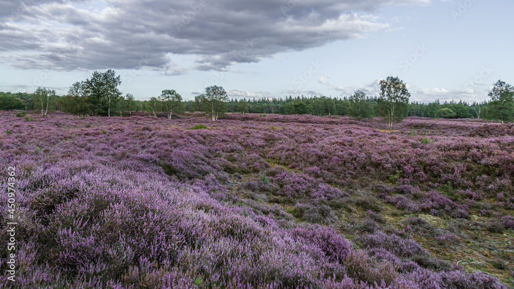 Fototapeta premium Panorama of the moorland landscape in full bloom in the area of ​​Pijnenburg just behind Paleis Soestdijk in Baarn; Netherlands.