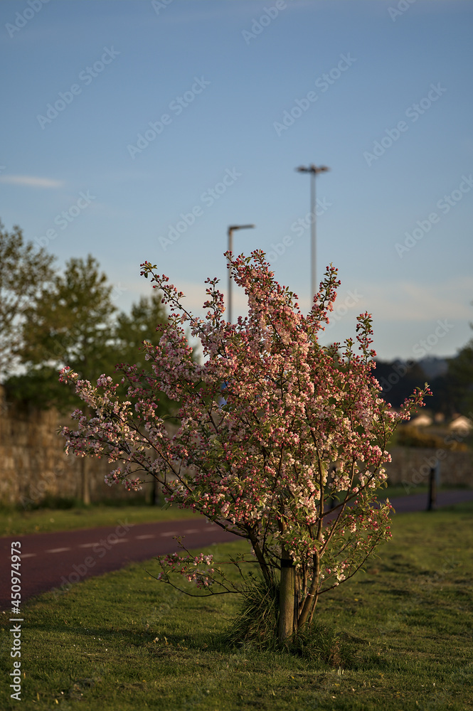 Beautiful evening view of pink spring flowering crab apple (Malus Sylvestris) tree growing beside cycle path, Ballinteer, Dublin, Ireland. Soft and selective focus Beautiful evening view of pink spring flowering crab apple (Malus Sylvestris) tree growing beside cycle path, Ballinteer, Dublin, Ireland. Soft and selective focus