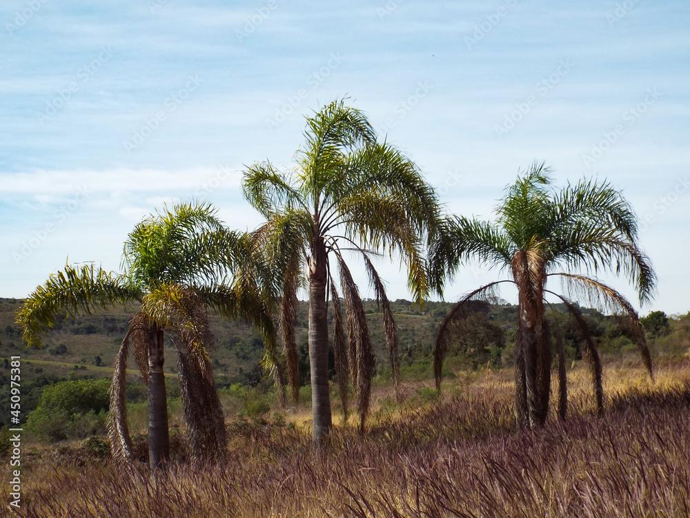 palm trees of blue sky palm trees of blue sky
