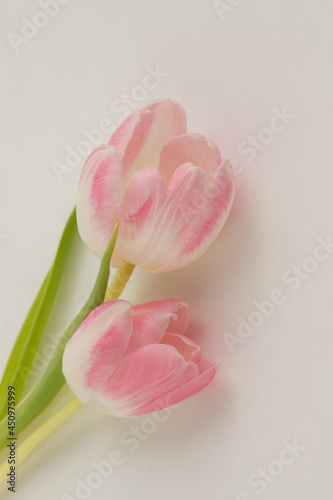 Pink tulips on pale background