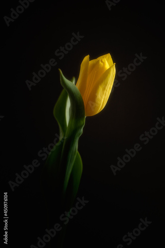 yellow tulip on black background