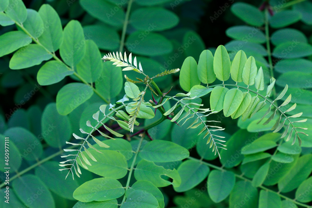 Vegetation in an urban park