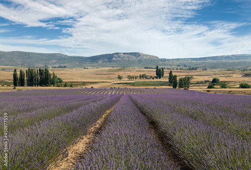 A beautiful lavender field near Murcia. The flowering plants stand in rows. There is a rocky mountain in the background. It s a sunny day with blue skies.